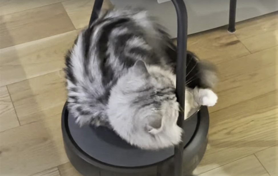 ルンバの名手 障害物 にぶつかりながらも乗り続ける猫にネット騒然 強いな 動じないw まいどなニュース