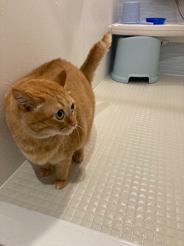 お風呂場 だと うっかり侵入しイカ耳で絶望する猫さん やっべぇ なぜこんなことに まいどなニュース
