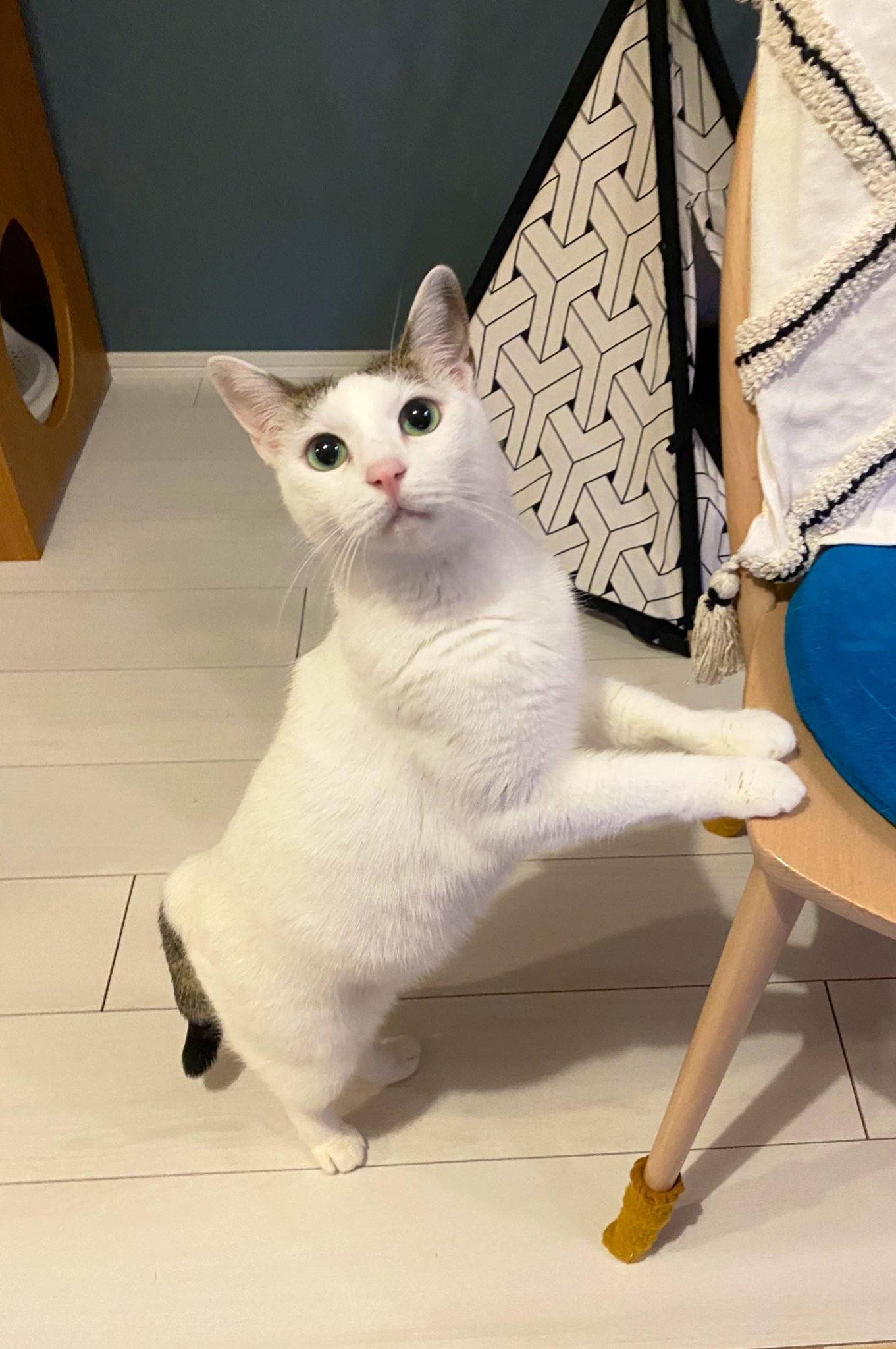 犬派の夫 猫の魅力 に目覚めたカメラロールに5万いいね 私とほぼ一緒や 動いてないのに連写してる まいどなニュース