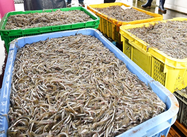 関西圏以外のエリアではなかなか口にできないイカナゴ