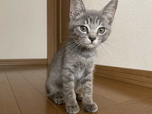 子猫ネイミーに再発した脚の震え それでも家族に迎えたい とトライアルを申し出てくれた夫婦 幸せな猫生を送って まいどなニュース