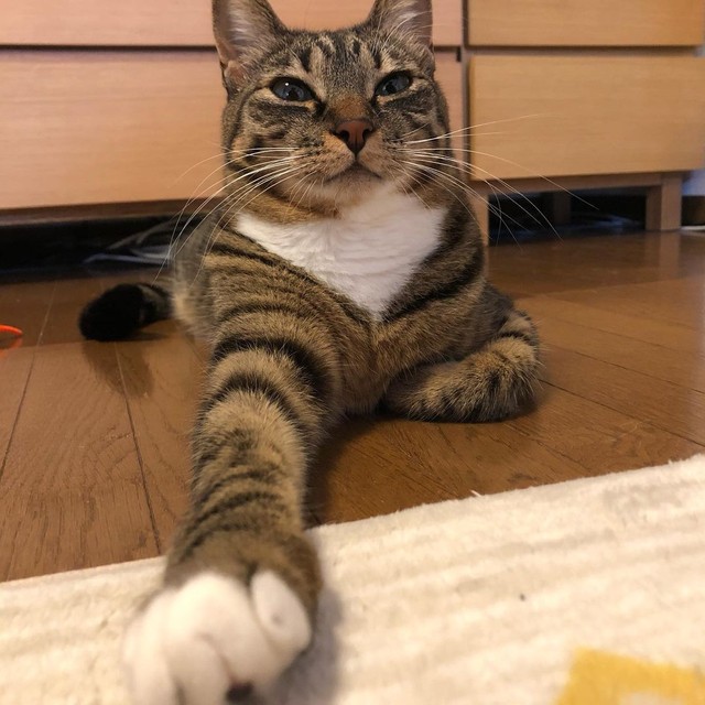 姿を消した母親猫 子猫2匹は戸惑うも今は健やかに 「不幸に見舞われる 