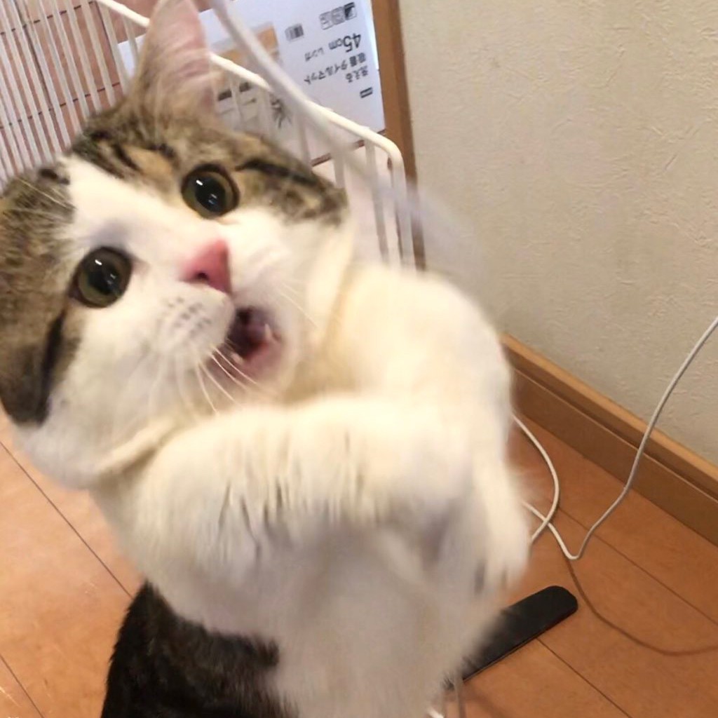 猫じゃらしで 真剣白刃取り チャレンジ 失敗した時は しょんぼりしすぎ 表情豊かな猫ちゃんが話題 まいどなニュース