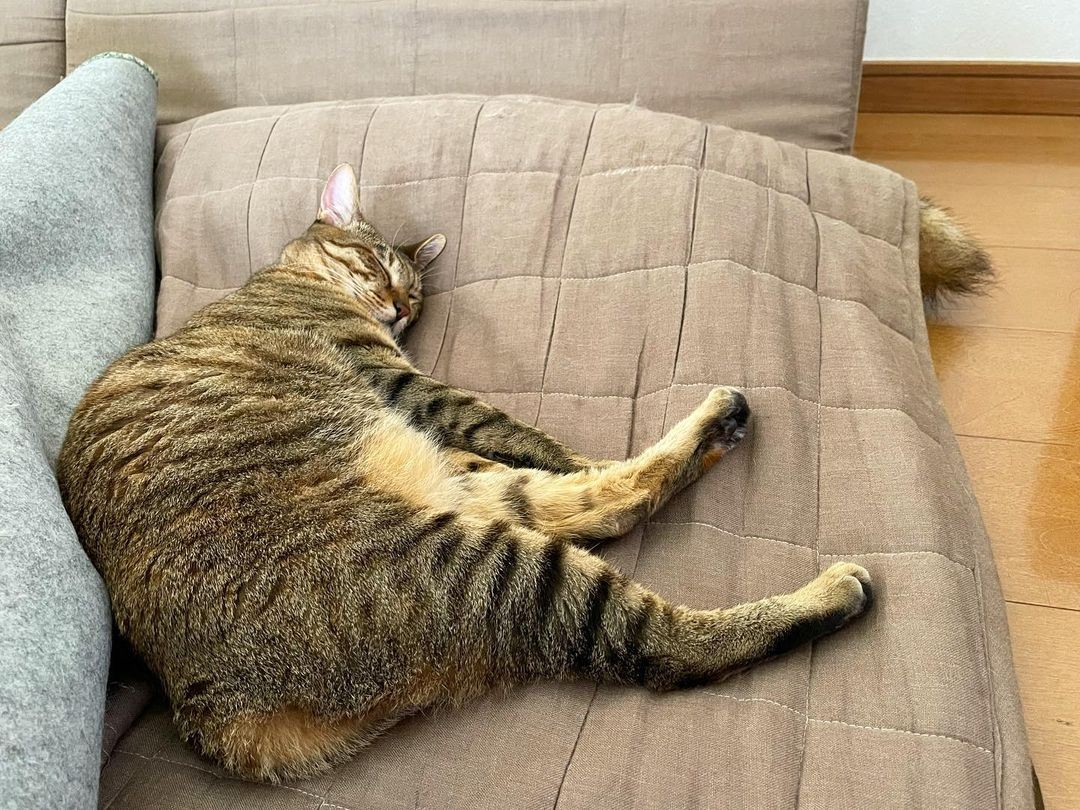 この子たちをお願いします と母猫が連れてきた子猫を保護 怖がりの柴犬とのんびり暮らすお家へ まいどなニュース