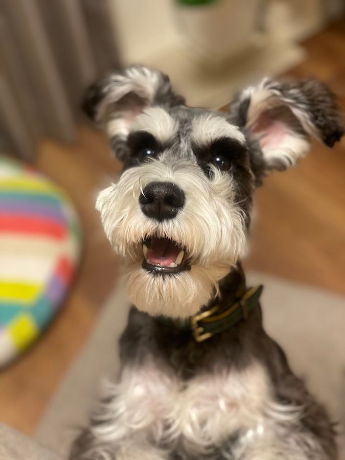 まさか２本足で走る犬 フィギュア化されそう トムとジェリーに出てくる犬みたい まいどなニュース