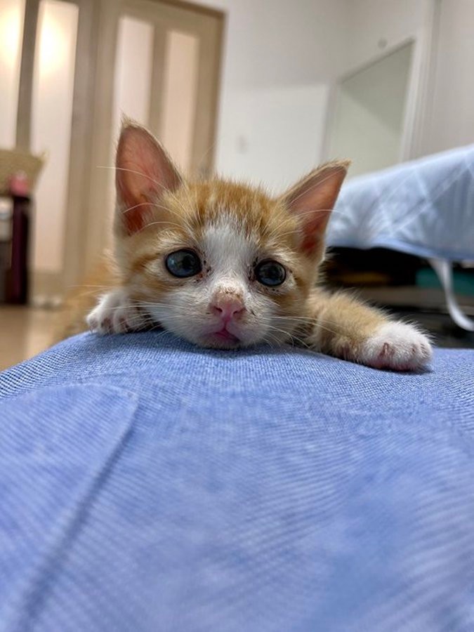 ミルクまみれで シャー 全然怖くない子猫の威嚇にメロメロ おなかポンポコりん ただただ可愛いだけ まいどなニュース