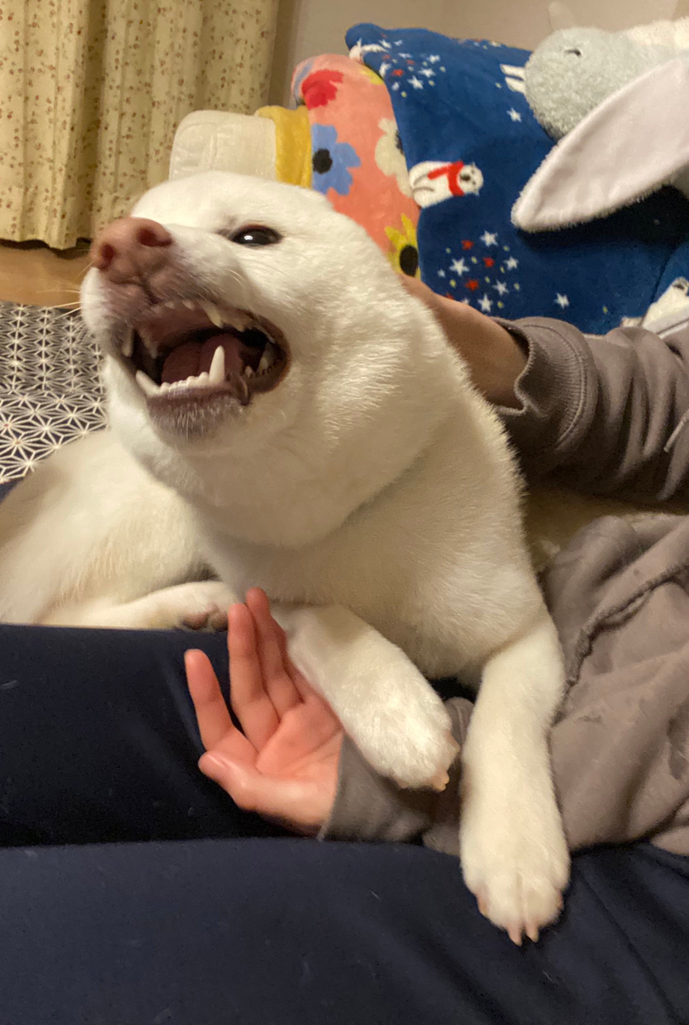 ちょ もう え なんで 初めての湯船に臨んだ白柴さん 目を泳がせ飼い主と抱き合う姿が可愛すぎる まいどなニュース
