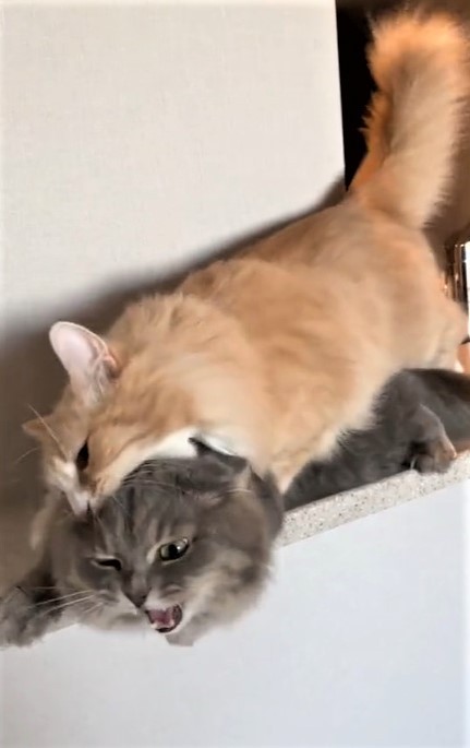 好きすぎて噛んでる 背後から弟猫を襲う兄猫 す すごい愛情だね 重い愛w まいどなニュース