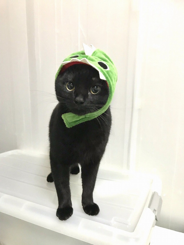 手術をあきらめた子猫 余命わずか覚悟も獣医師が 化け猫 と驚いた奇跡の回復 今は2度目を期待 まいどなニュース