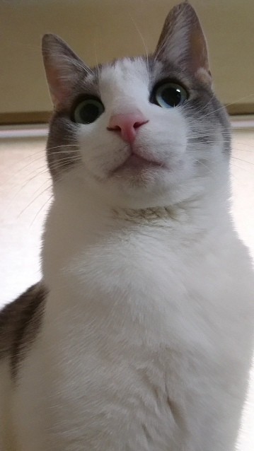ふわふわのコートに丸い目、ピンクの鼻、可愛いづくし