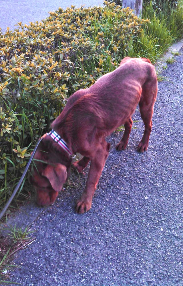 散歩中によその犬を噛む問題児 それでも 幸せにしたい ひとり山を彷徨い続けたラブは 初めて愛情を知った まいどなニュース