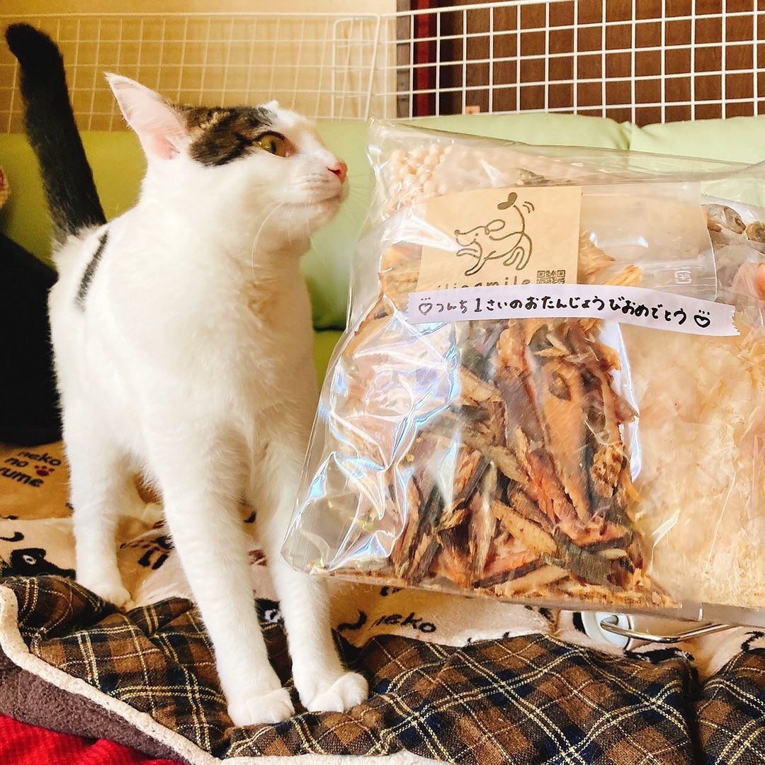2年前に死んだ猫が導いてくれた出会い 譲渡会で心奪われた怯える子猫は 家族みんなを癒やしてくれる甘えん坊に まいどなニュース 2年前に死んだ猫が導いてくれた出会い 譲渡会で心奪われた怯える子猫は 家族みんなを癒やしてくれる甘えん坊に まいどなニュース