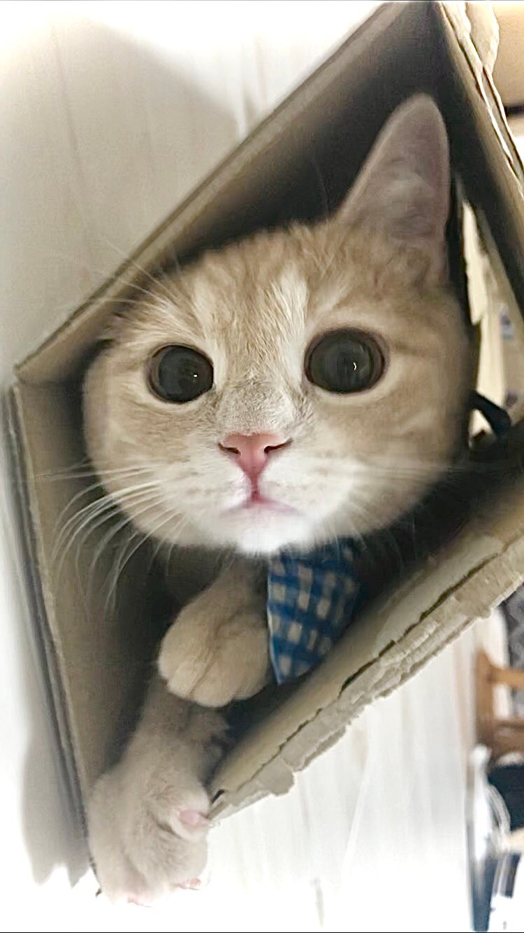 ごめん寝 姿の子猫に胸キュン 抱きしめたくなる ねこ背がたまらない でも なぜ座ったままなの まいどなニュース