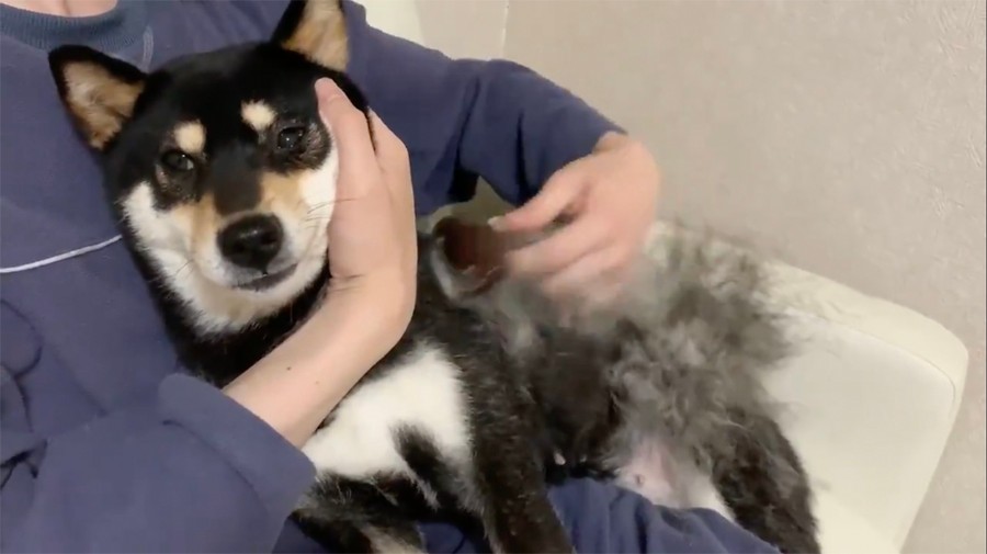 これが柴犬換毛期の毛刈りだぁーー 抜け毛が石鹸みたいにもこもこ湧き続ける動画が話題 まいどなニュース
