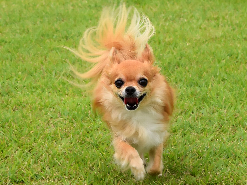 犬も微笑む?! 笑うような表情から読み取れる犬の気持ち | sippo(シッポ)