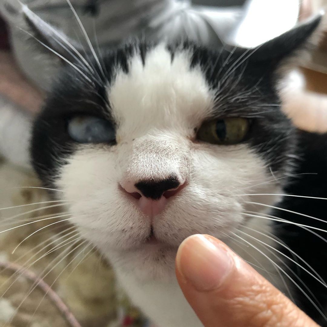 生きているのが不思議 だった手のひらサイズの子猫 きょうだいは力尽きるも 九死に一生 まいどなニュース