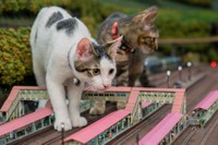 もう大丈夫だ!ジュワッチ!」臆病な子猫の味方はウルトラマン u201c3分間