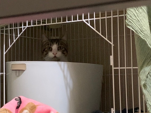 ビビリな姿u201dが愛しかった 猫と暮らす幸せを教えてくれた大人猫、今は 