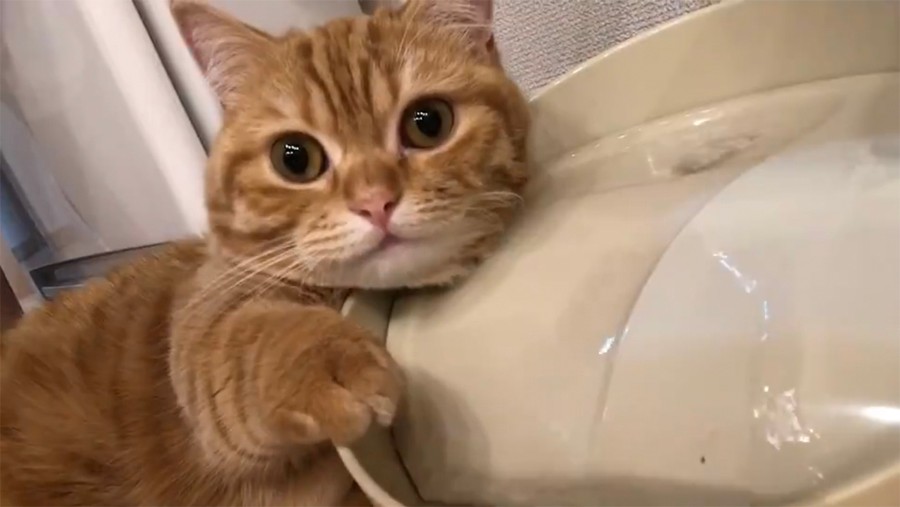 ぬれてるよー 給水器で洗顔する猫 国内外から大反響 So Cute 美の秘訣ですね まいどなニュース