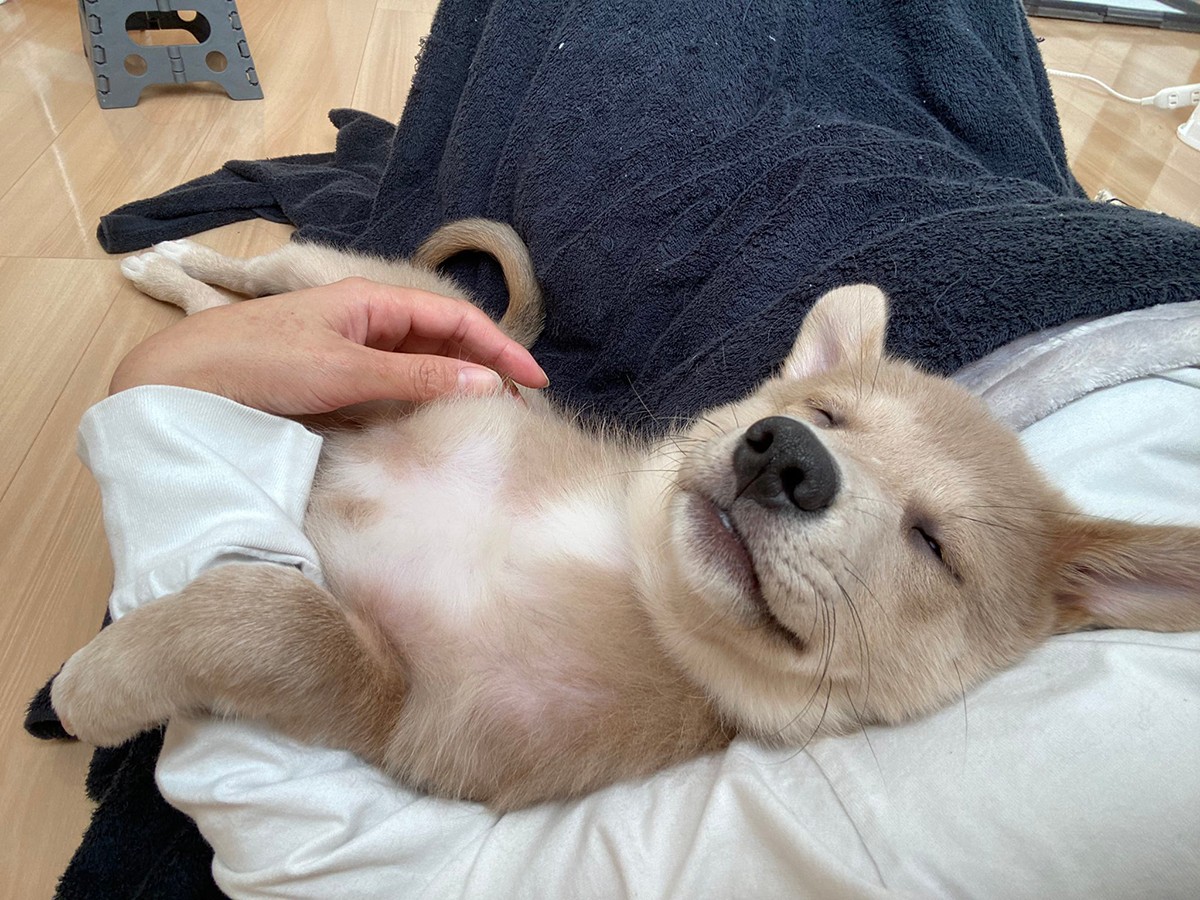 しんどい時は 子犬のぽんぽこりんお腹 を見て落ち着いて 絶大効果に反響 平和な気持ちに 癒やされた まいどなニュース