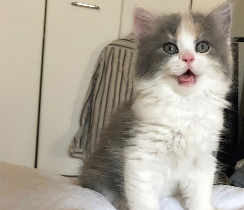 どこか子犬っぽい? スコティッシュフォールドの猫「ハナコ