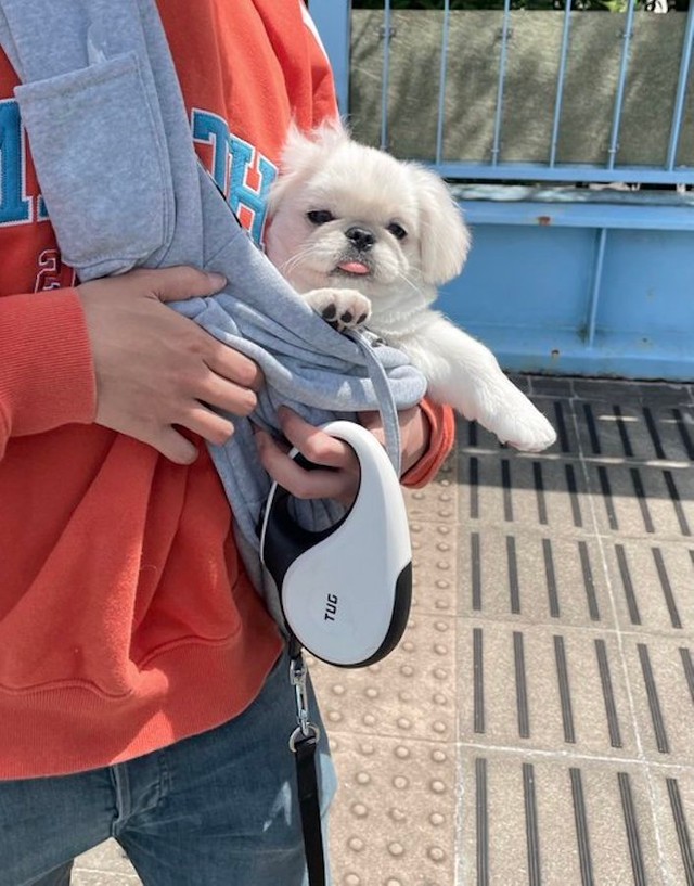散歩 を知った子犬のビフォーアフターが激カワ 顔に余裕が 新しい世界に踏み出すのは素晴らしい まいどなニュース