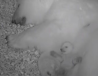 生まれたてのホッキョクグマの赤ちゃんが鳴いて転がる動画が大人気 大雑把な 母にも全国からエール まいどなニュース 生まれたてのホッキョクグマの赤ちゃんが鳴いて転がる動画が大人気 大雑把な 母にも全国からエール まいどなニュース