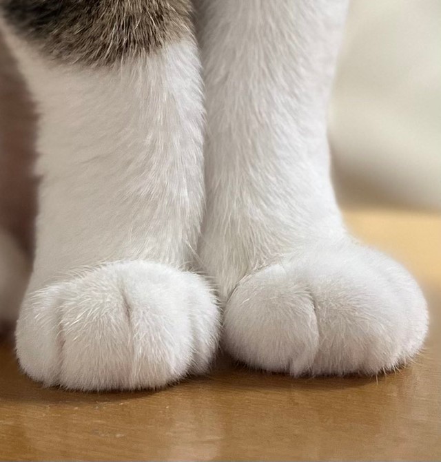 こんな姿で待機されたら 飼い主の行動を先読みして背中を向ける猫さんが話題 なでれ 背中で語ってる まいどなニュース