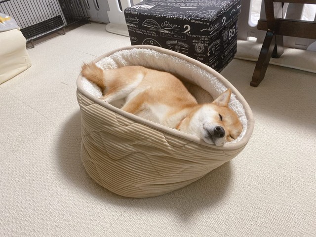 在宅ワークもいいけどこうなるからなぁ うらやましいにも程がある 仕事を妨害する柴犬が話題 まいどなニュース