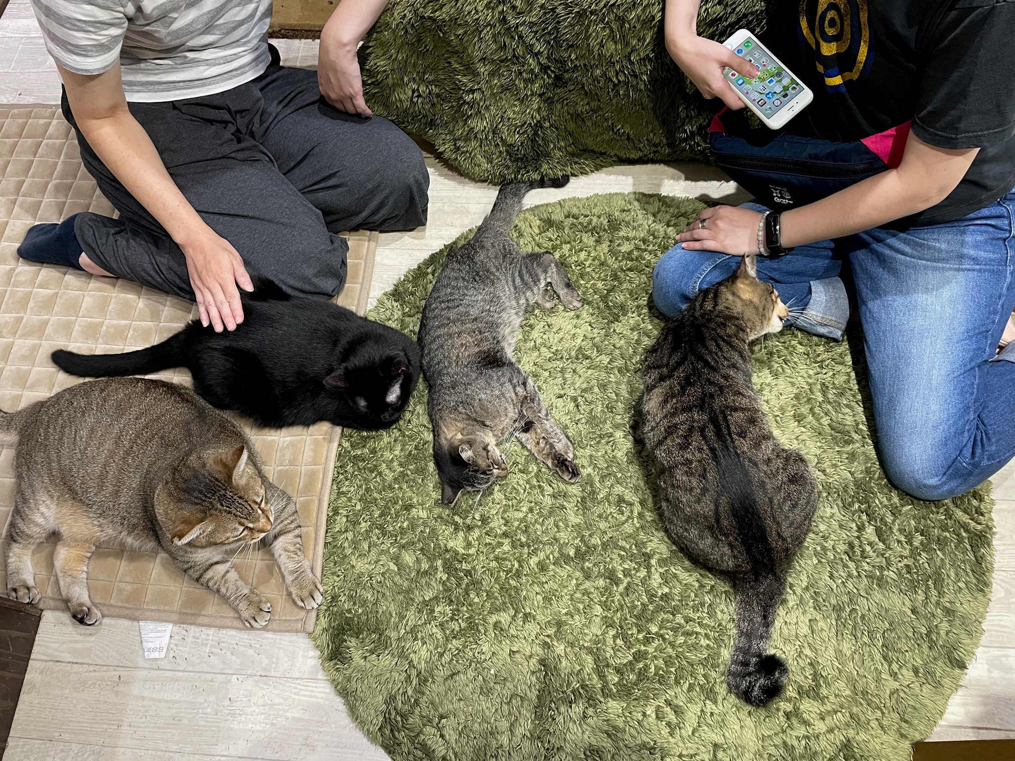 難病を宣告された猫 腎不全末期 これ以上苦しめられない 延命治療を止めた保護猫カフェ店主の思い まいどなニュース