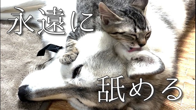 モフモフ犬にまたがる2匹の子猫 幸せの3点セット に これは反則です ヨギボ まいどなニュース