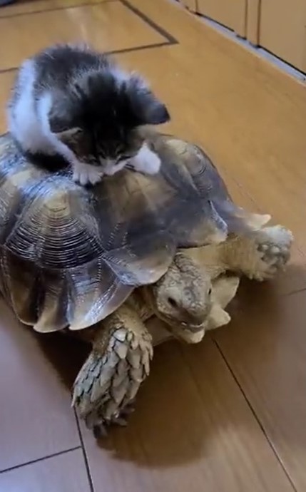 カメに飛び乗り一緒にお散歩する子猫 亀タクシーに可愛いお客さん 乗り心地が良いだろう まいどなニュース カメに飛び乗り一緒にお散歩する子猫 亀タクシーに可愛いお客さん 乗り心地が良いだろう まいどなニュース