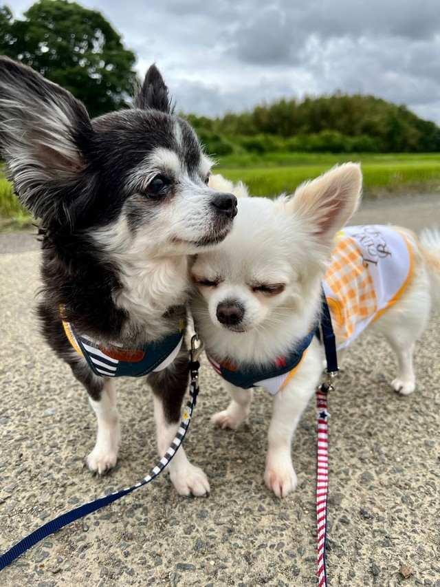 どっちが先に寝るのかな 寝落ちしそうな姉犬が 妹犬を寝かしつける姿にキュン 優しいな 私もトントンして欲しい まいどなニュース どっちが先に寝るのかな 寝落ちしそうな姉犬が 妹犬を寝かしつける姿にキュン 優しいな 私もトントンして欲しい まいどなニュース
