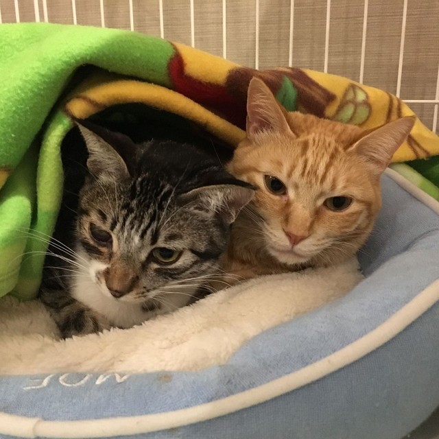 海が空っぽになってしまった 先住猫の相棒にと迎えた猫を襲った病魔 本物の姉弟のようだったのに まいどなニュース