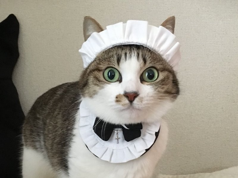 メイドさんのコスプレはいかが?