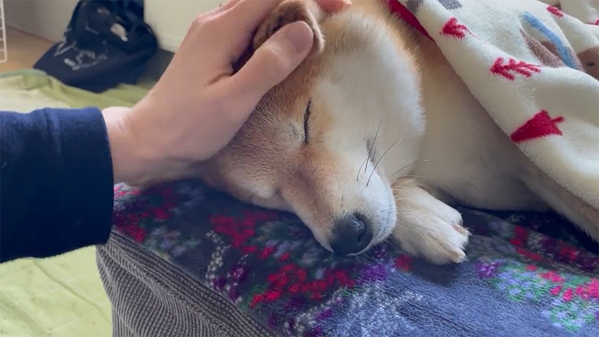 昼下がりの柴犬 飼い主さんに撫でてもらい眠る姿に癒される 犬として最高の幸せを味わってる まいどなニュース 昼下がりの柴犬 飼い主さんに撫でてもらい眠る姿に癒される 犬として最高の幸せを味わってる まいどなニュース