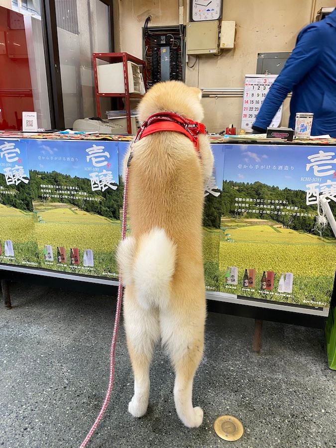 今日も配達 忙し忙し 台車を押す酒屋の看板犬 お尻フリフリお手伝いする動画に お勤めご苦労様 働き者だワン まいどなニュース