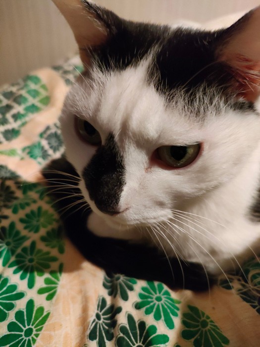 漫画 朝のスマホを許さない猫 容赦ない頭突きに猫飼いさんが共感 毎朝これ 休みとか関係ありません まいどなニュース