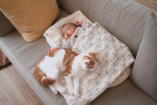 体を張って赤ちゃんを守る猫 ソファから落ちないよう まさにボディーガード まいどなニュース