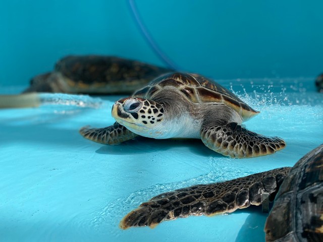 水槽を掃除していたら いつものゴシゴシ よろしく とウミガメさんが続々 750万回再生の激カワ動画 めっちゃ甘えてる まいどなニュース