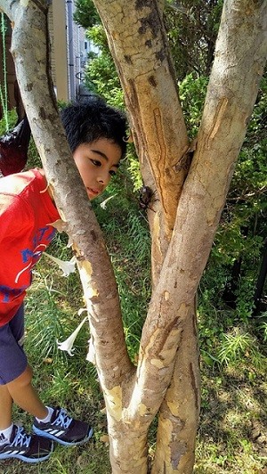 彼の自由研究はすでに科学論文 カブトムシは夜行性 の常識覆した小6男子 共同研究の大学講師も脱帽 まいどなニュース