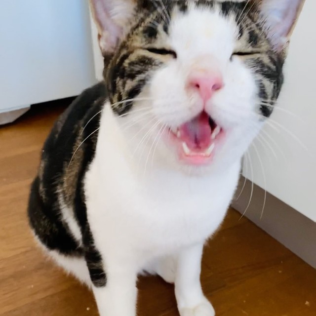 この子とはきっと仲良くなれると思って迎えた猫 最初は静かだったが 2週間も経たないうちにビッグな態度に まいどなニュース