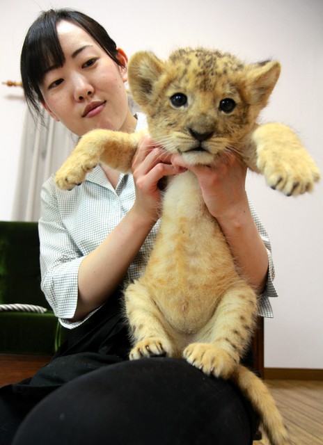 狮宝宝公开见客淘气十足 狮毛如玩偶毛茸茸(影片)