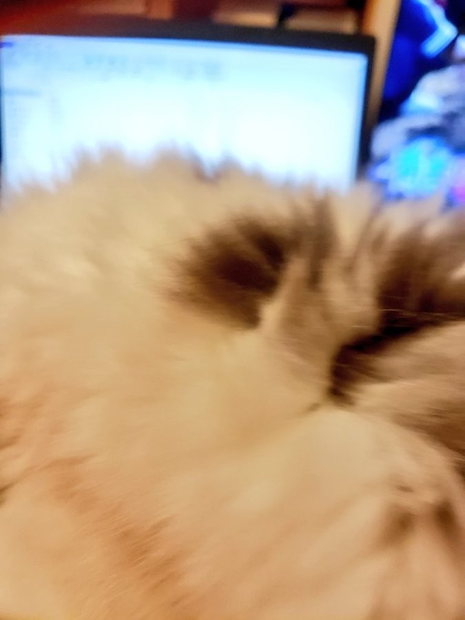 どうやって仕事するのこれ 在宅勤務を邪魔する猫さん 一緒に暮らし始めたばかりの嬉しい悲鳴に 悶絶する人続出 まいどなニュース