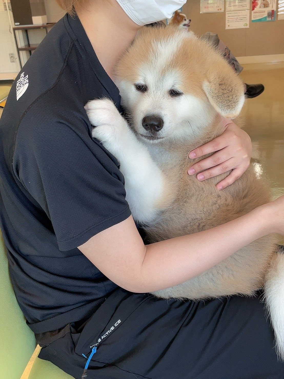 注射に激おこ それとも 珍行動で飼い主に抗議アピール 予防接種頑張った21年の犬さん まいどなニュース