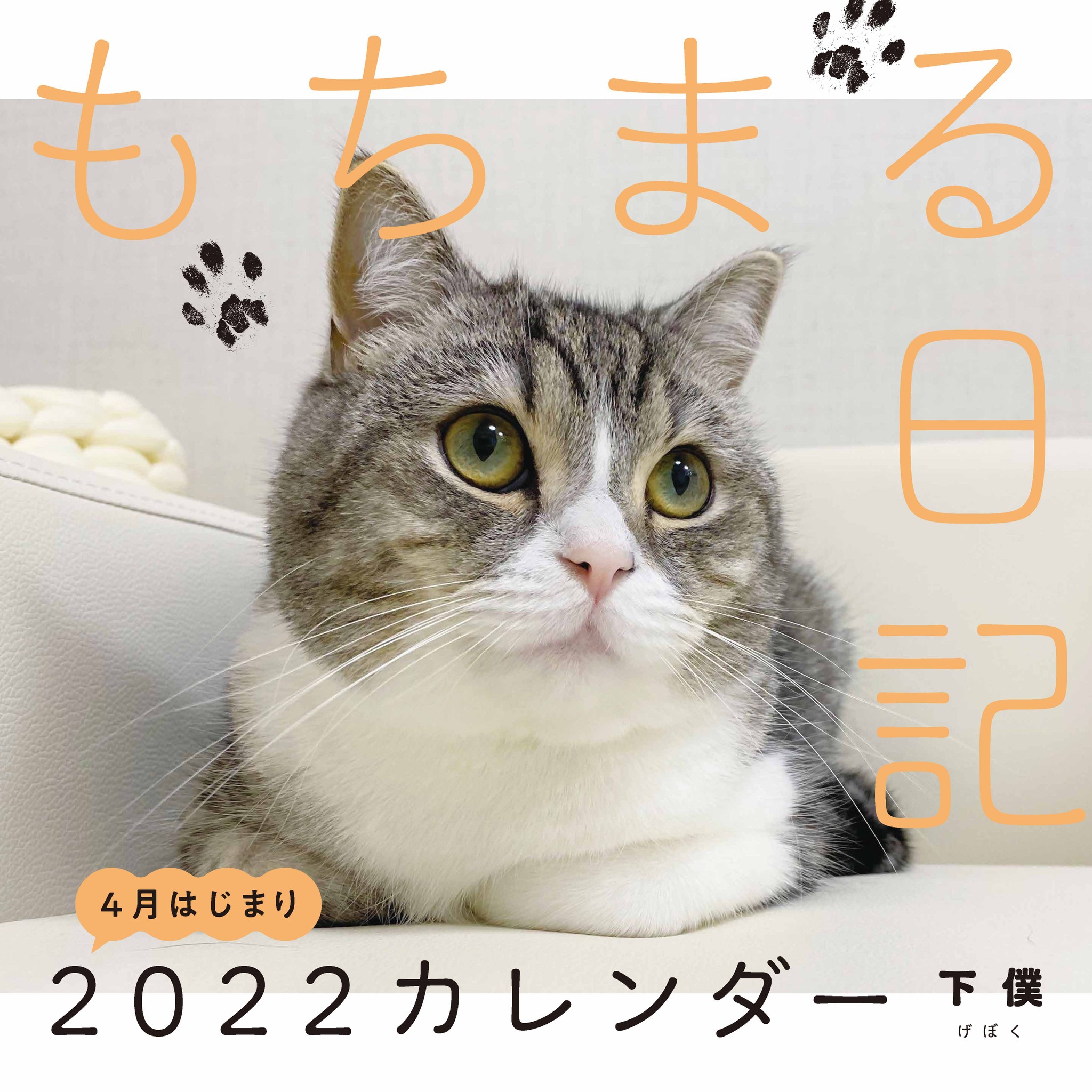 在庫有 Cat 猫 様 せんよう 猫画像】にゃんこの寝相に大注目！（猫 アウトドア