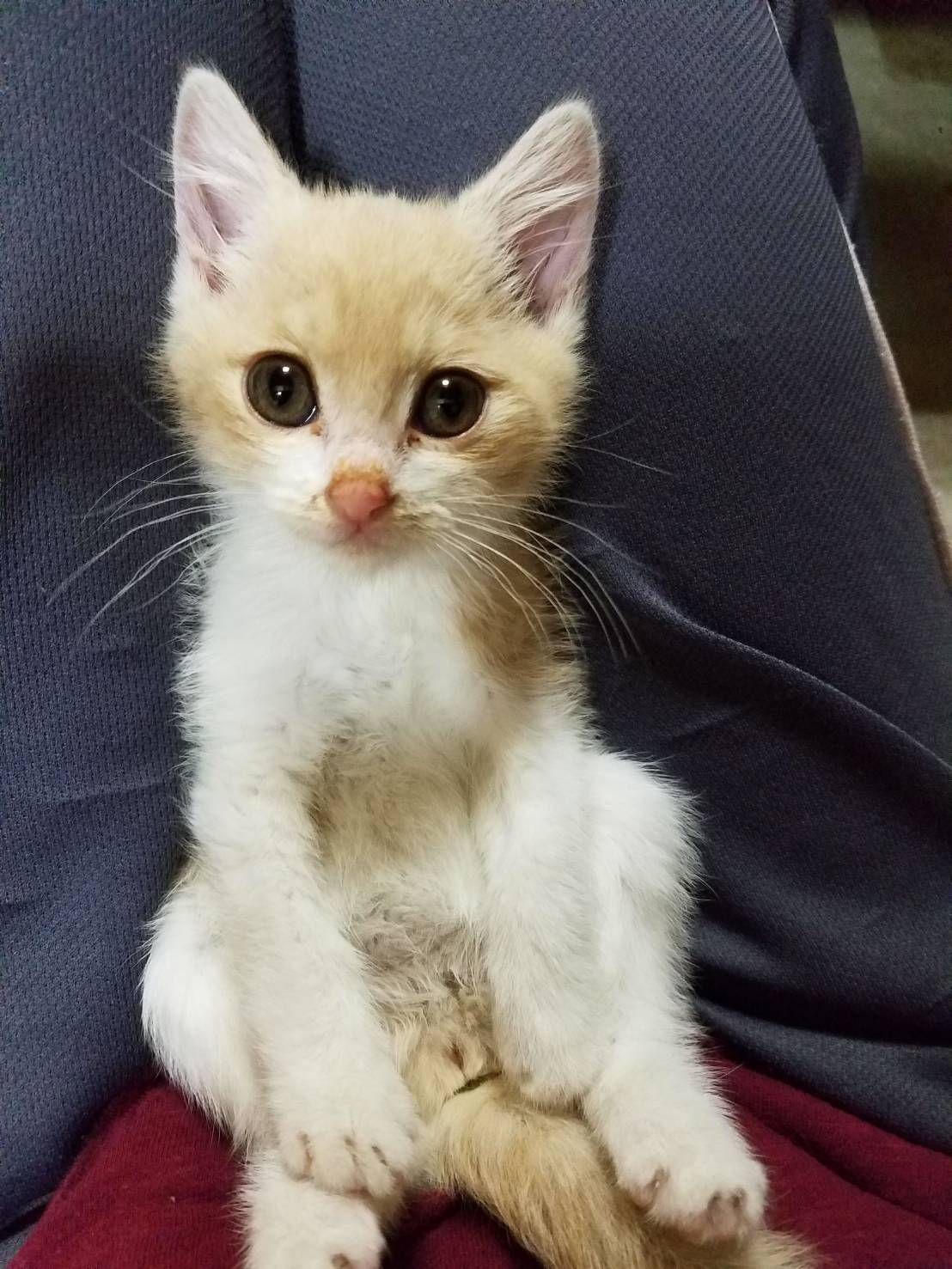 排水溝から救出した子猫、先天性の病気が発覚 「私たちが守る」と家族 