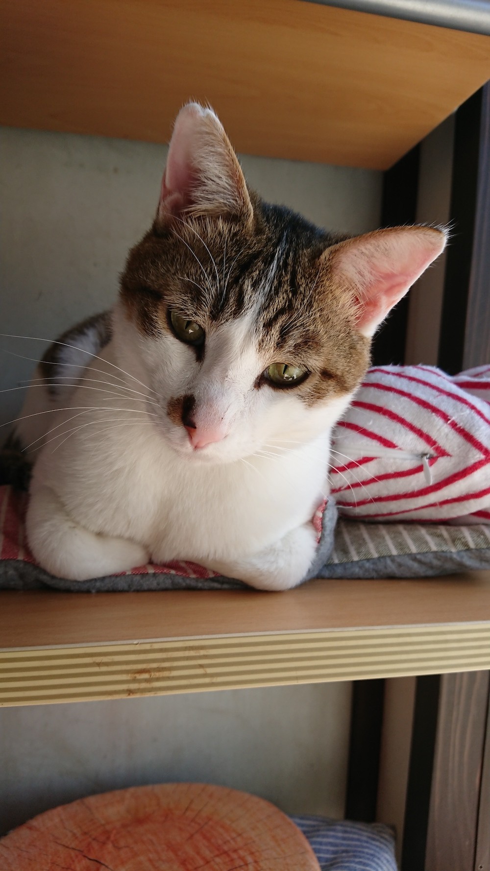 ふらりと現れる人懐こい野良猫 保護して分かった猫エイズウイルスの感染 君のお家はここだよ まいどなニュース