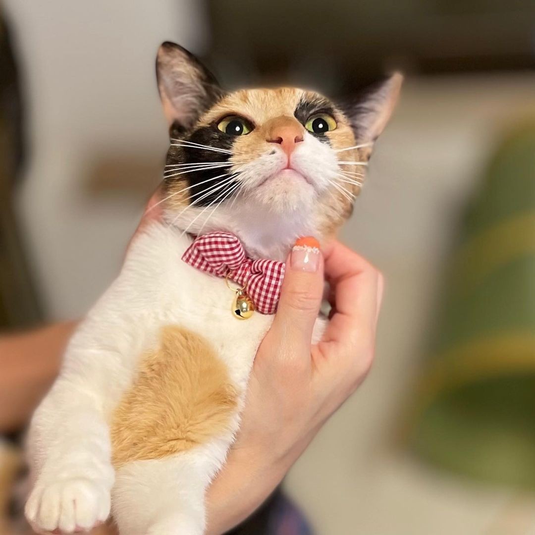 譲渡会で人気のなかった三毛猫 里親先では人も犬もメロメロにするツンデレなお嬢様猫に まいどなニュース