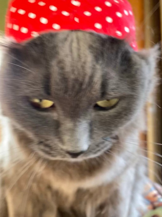イチゴの帽子を被った猫さんの可愛い写真が撮れるはずだったのに 